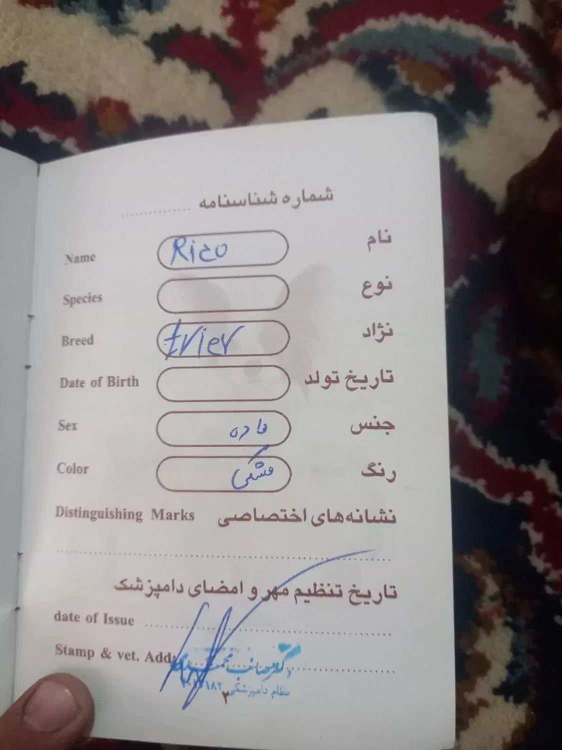 واگذاری سگ پیتبول|سگ|لردگان, |دیوار