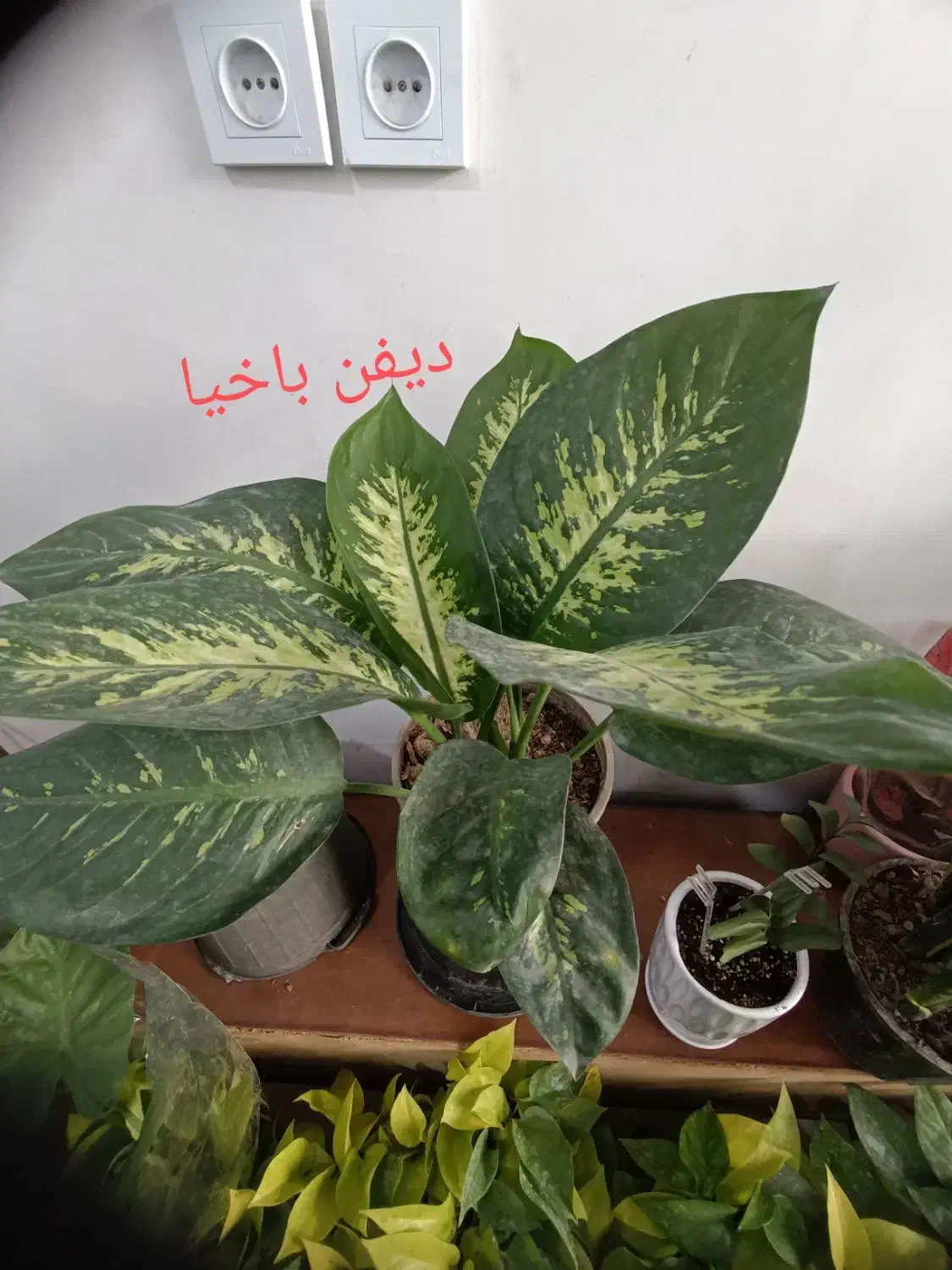 انواع  گل آپارتمانی|گل و گیاه طبیعی|رباط‌کریم, رباط‌کریم|دیوار