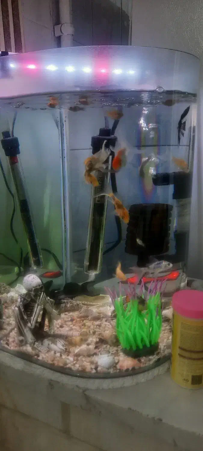 اکواریوم سالم باماهی|ماهی|سرخه حصار, |دیوار