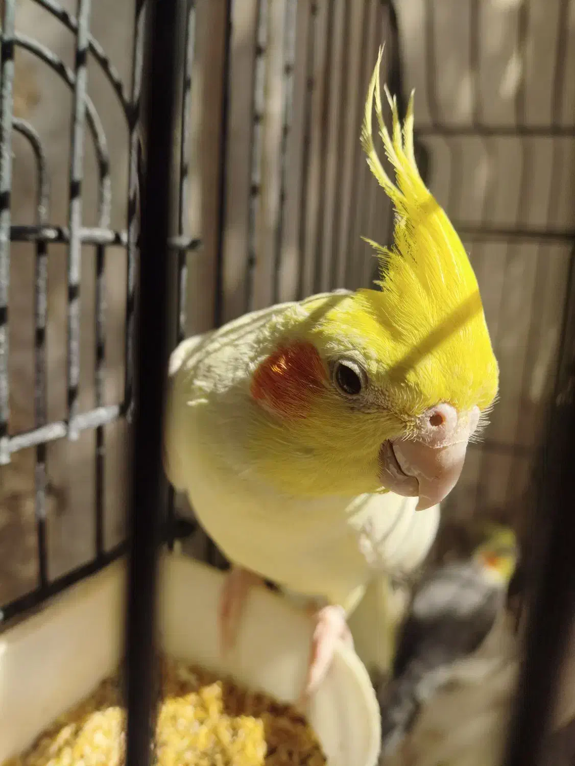 پرنده ،طوطی عروس،هلندی ، آلبینو و لوتینو ،جفت|پرنده|قم, شهر قائم|دیوار