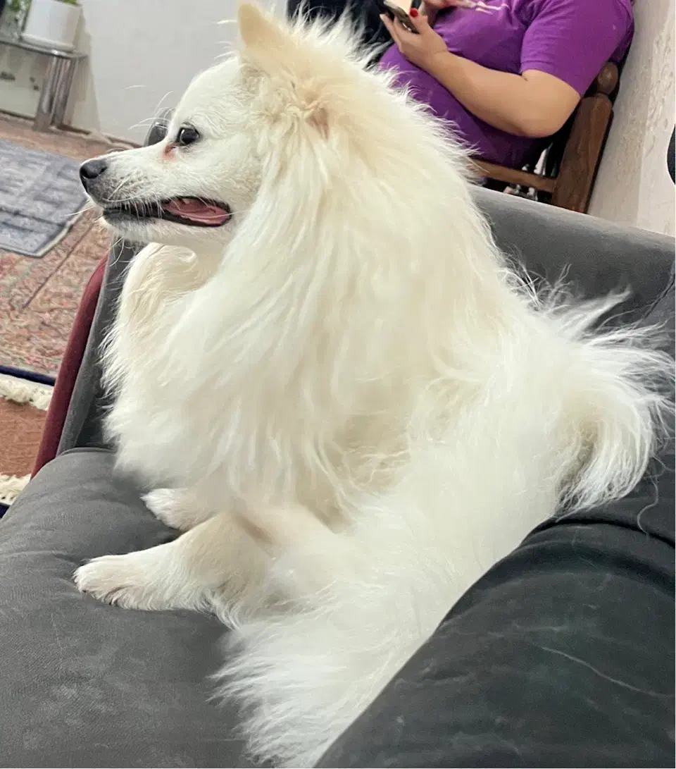 واگذاری|سگ|بندرعباس, |دیوار