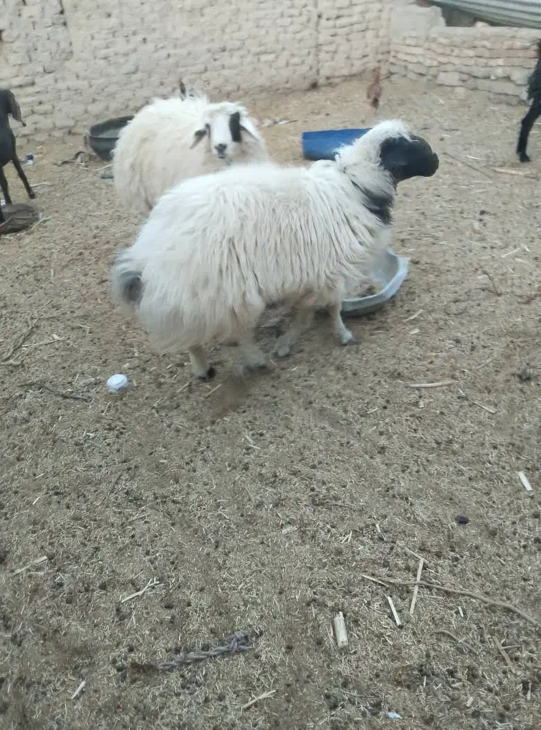 بره تباهگی|حیوانات مزرعه|سراوان, |دیوار