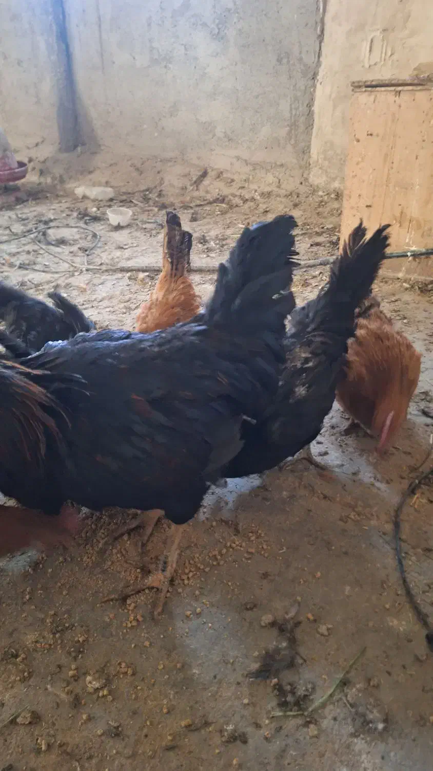 مرغ خروس|حیوانات مزرعه|شیراز, شهرک صنعتی شیراز|دیوار