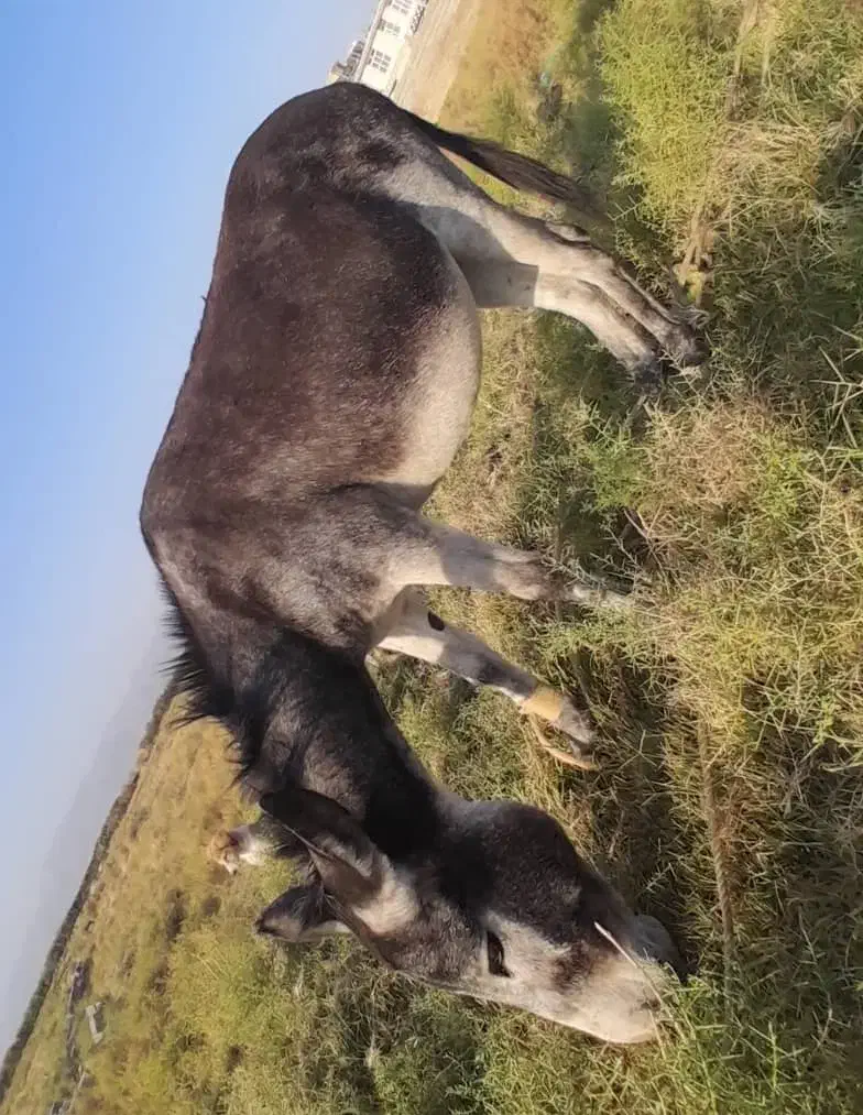 فروش الاغ|حیوانات مزرعه|فسا, |دیوار