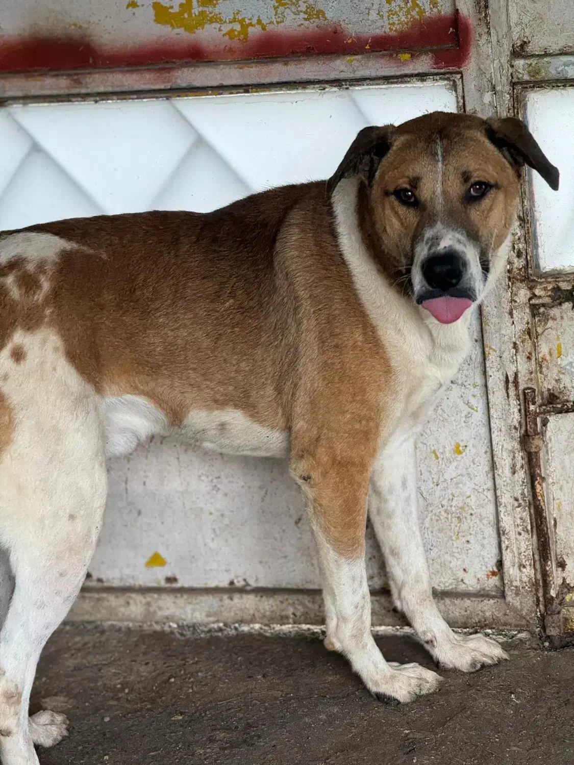 واگذاری سگ نگهبان|سگ|رشت, گلسار|دیوار