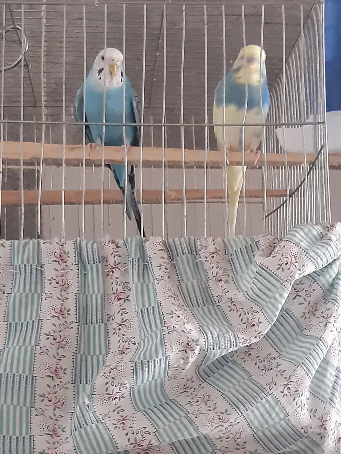 فروش یک جفت مرغ عشق|پرنده|هشتگرد, فاز ۲ مهستان|دیوار