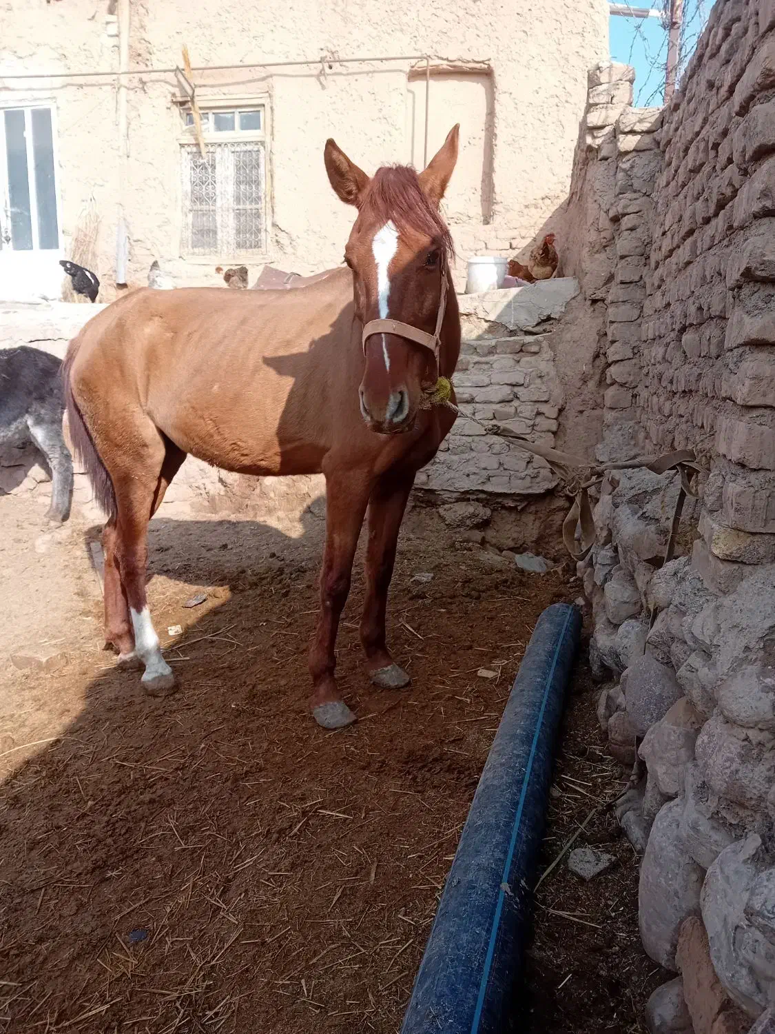 مادیون|اسب و تجهیزات اسبسواری|نیشابور, عطار|دیوار