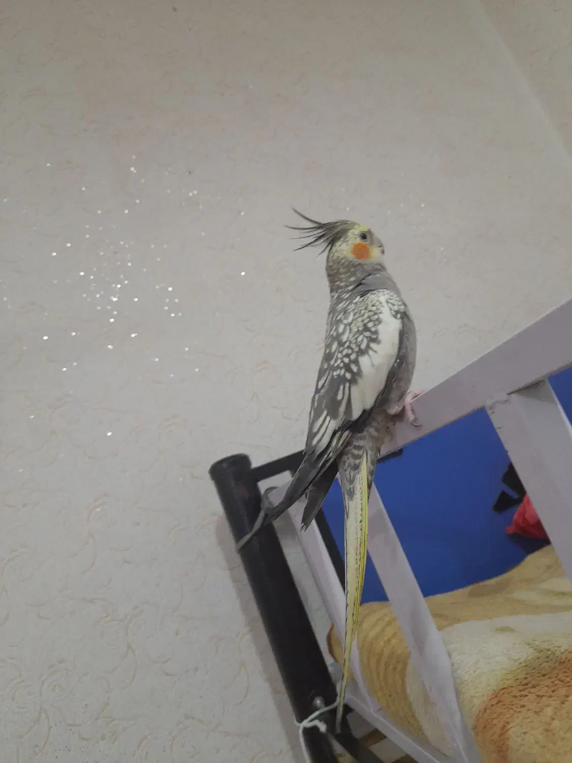 عروس هلندی|پرنده|قشم, |دیوار