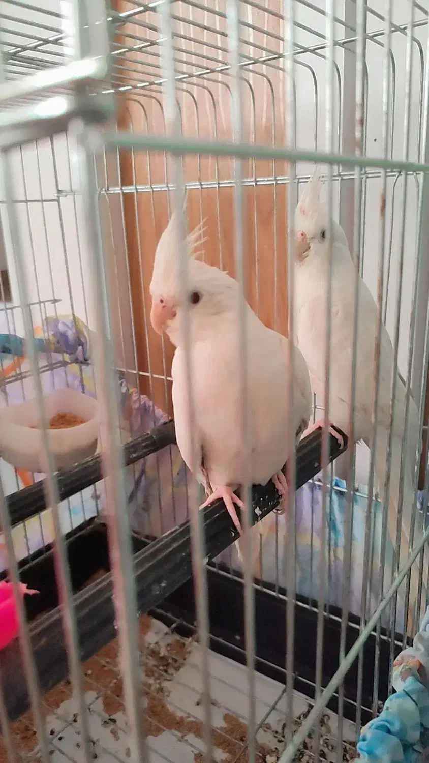 فروش عروس هلندی|پرنده|ساوه, |دیوار