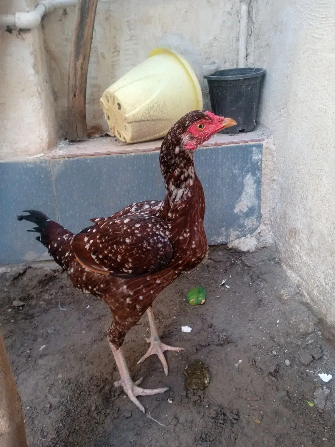 مرغ|حیوانات مزرعه|میناب, |دیوار