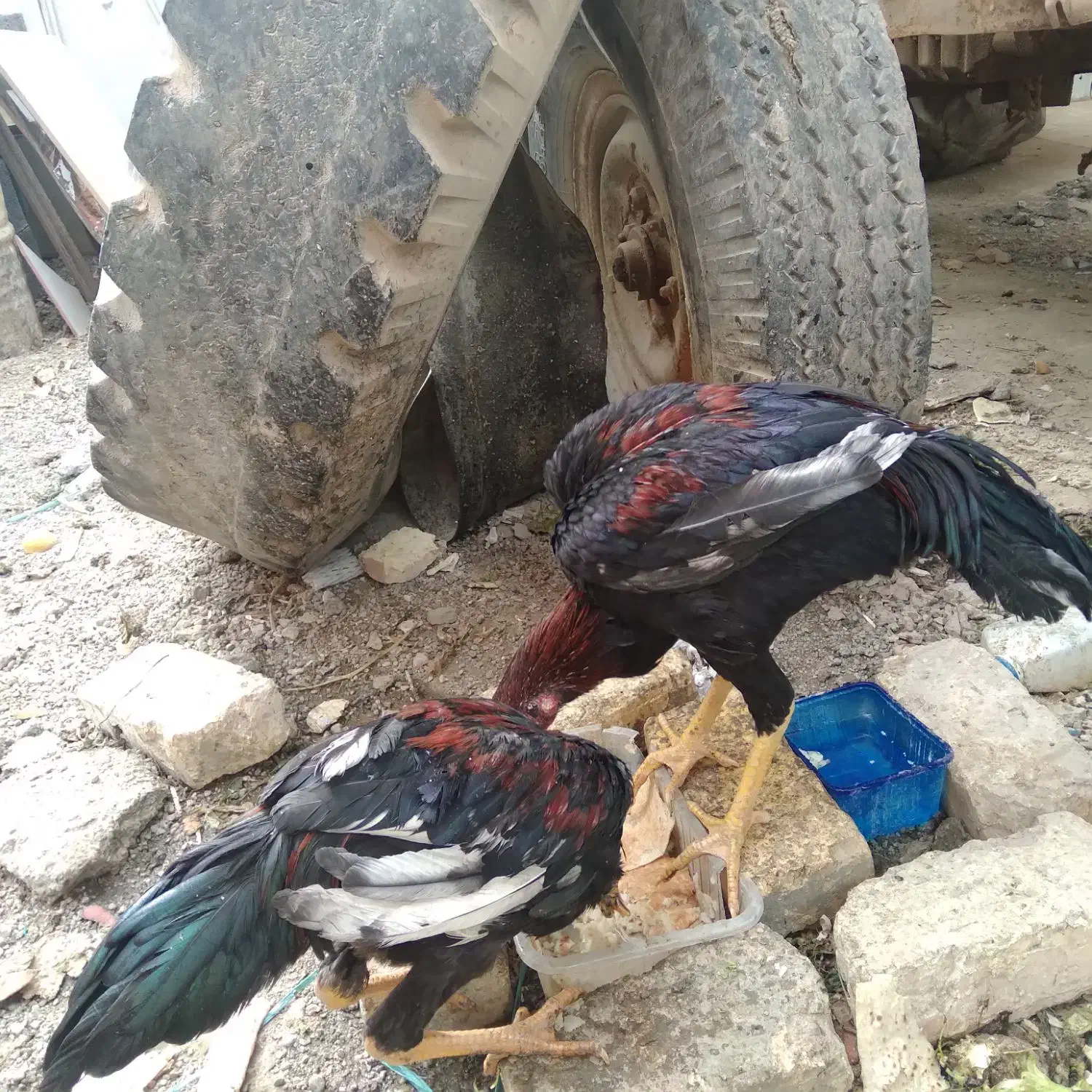 مرغ وخروس لاری|حیوانات مزرعه|اصفهان, کلمه خوران|دیوار