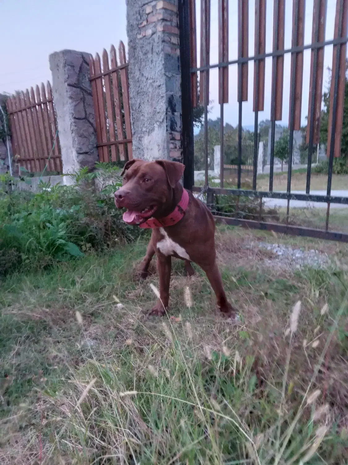 سگ پیتبول|سگ|قائمشهر, |دیوار