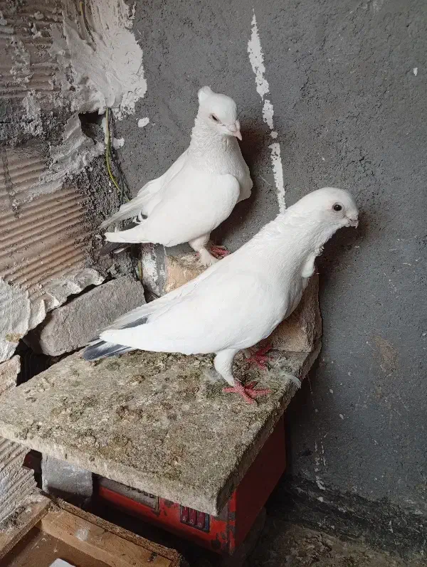 جفت سفید دم سیاه فری|پرنده|مشهد, رباط طرق|دیوار