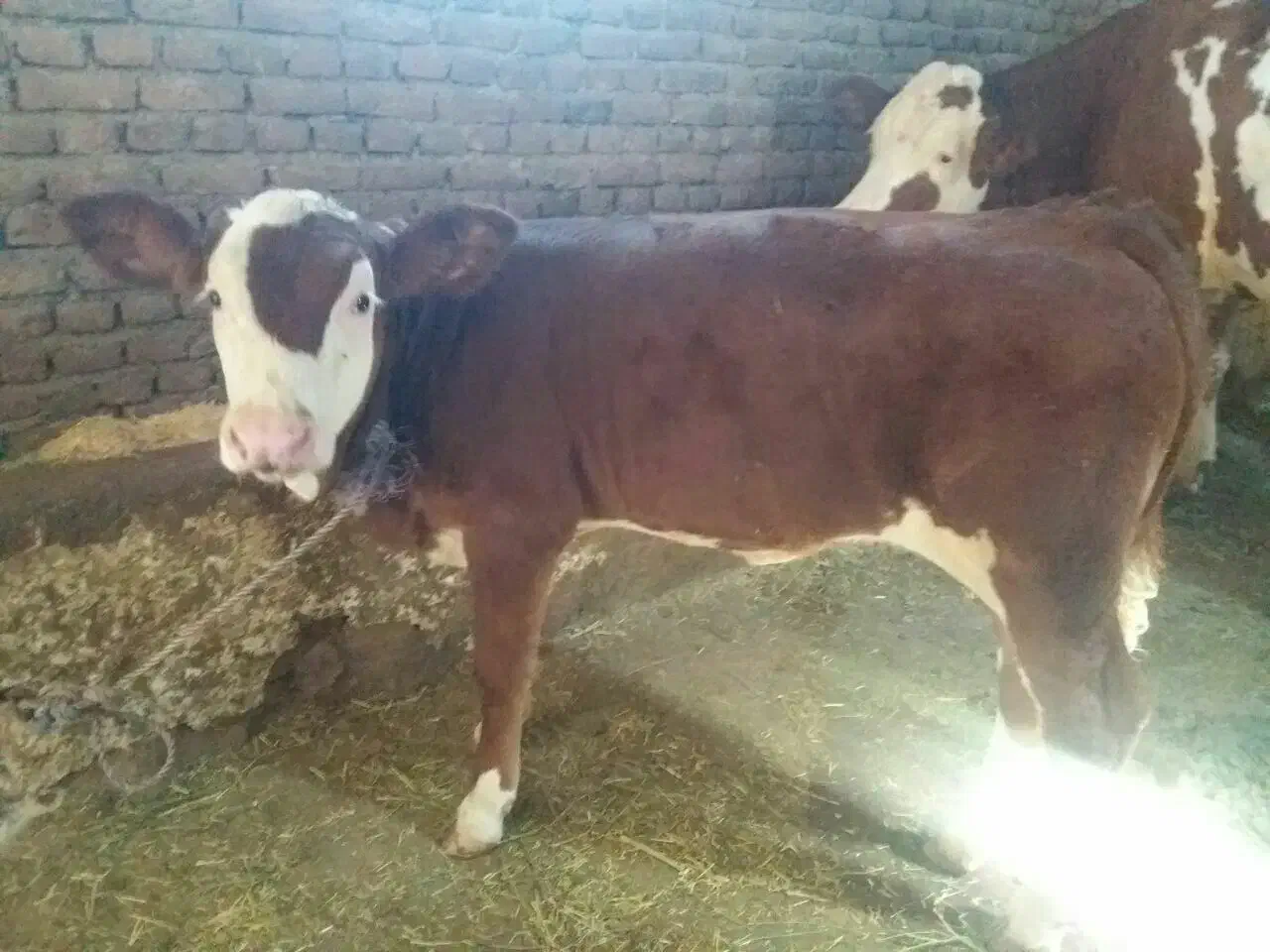 گاو و گوسال|حیوانات مزرعه|تهران, افسریه شمالی|دیوار