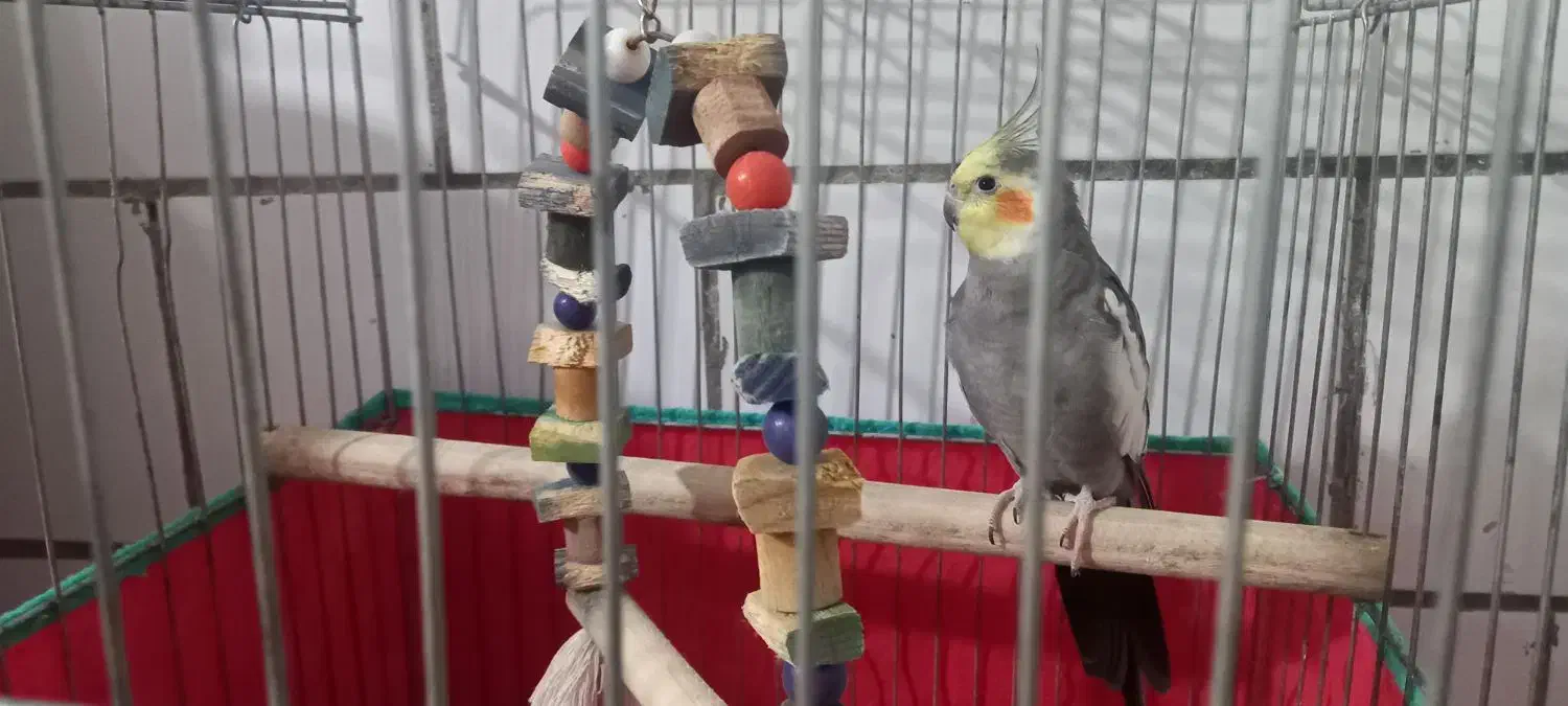 عروس هلندی نر سالم|پرنده|اراک, |دیوار