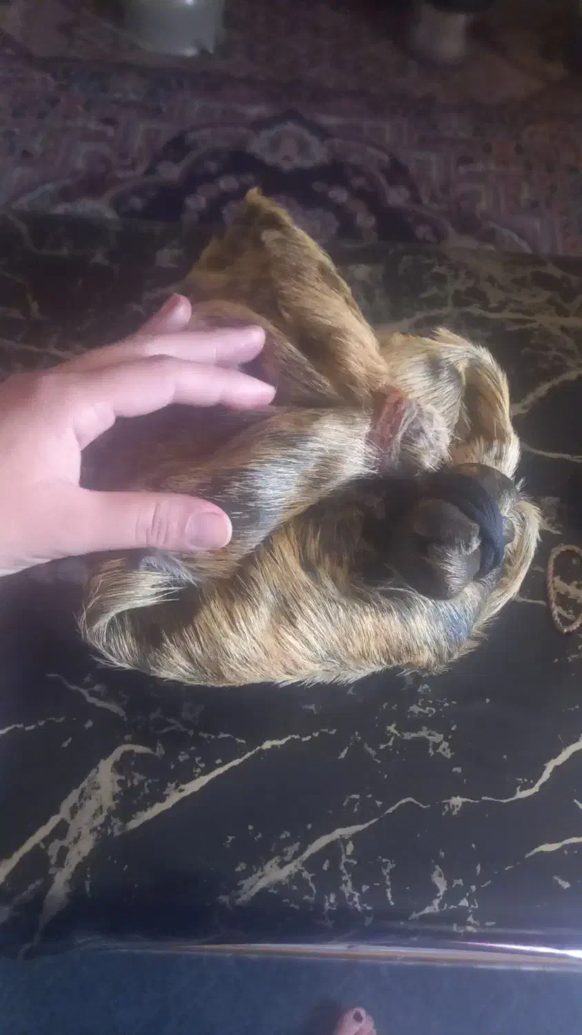 هیزه جای روغن|ظروف نگهدارنده، پلاستیکی، یک‌بارمصرف|دورود, |دیوار