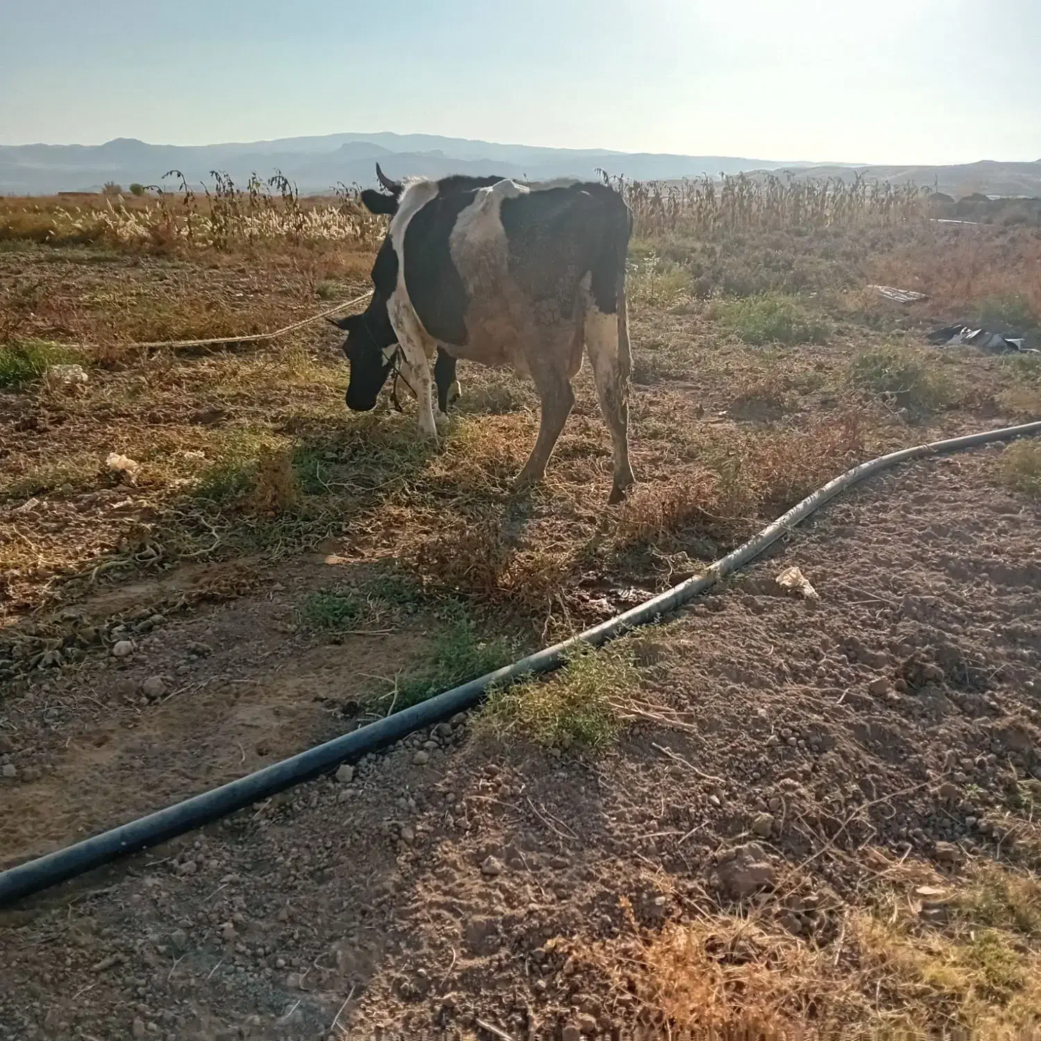 دو‌عددگاو‌یکی‌نر‌ویکی‌ماده‌شیری|حیوانات مزرعه|انگوران, |دیوار