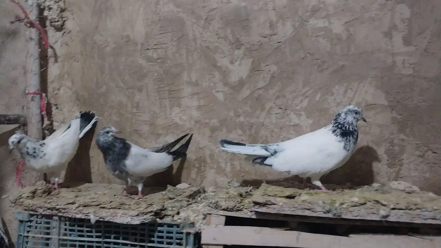 کفتر کله دمسبز|پرنده|نورآباد, |دیوار