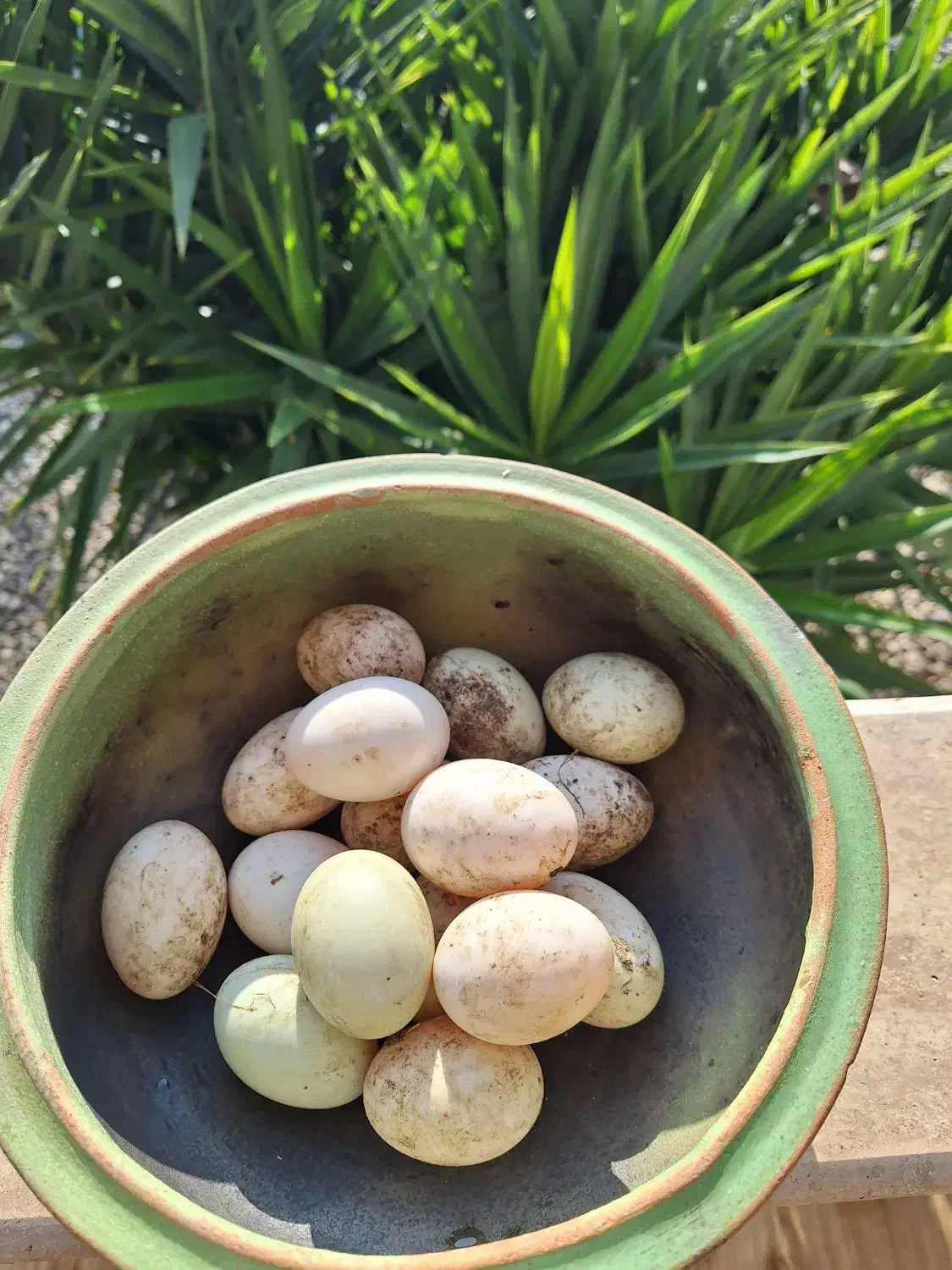 تخم اردک محلی و نمایی|حیوانات مزرعه|تولم شهر, |دیوار