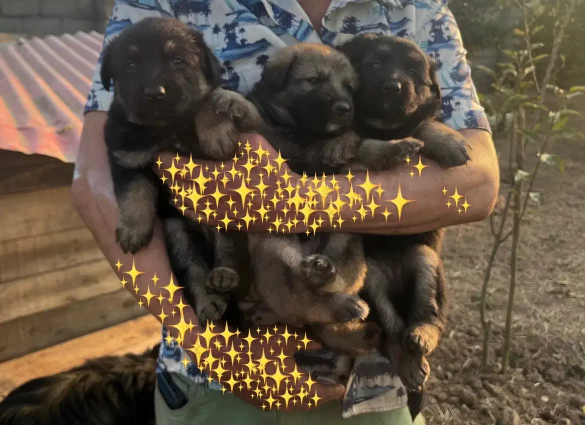 سگ ژرمن|سگ|بندر انزلی, تختی|دیوار