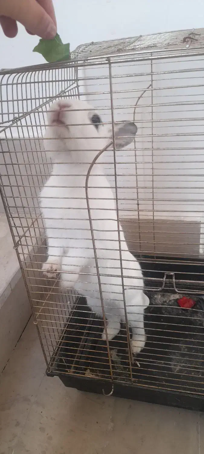 خرگوش|موش و خرگوش|اردبیل, |دیوار