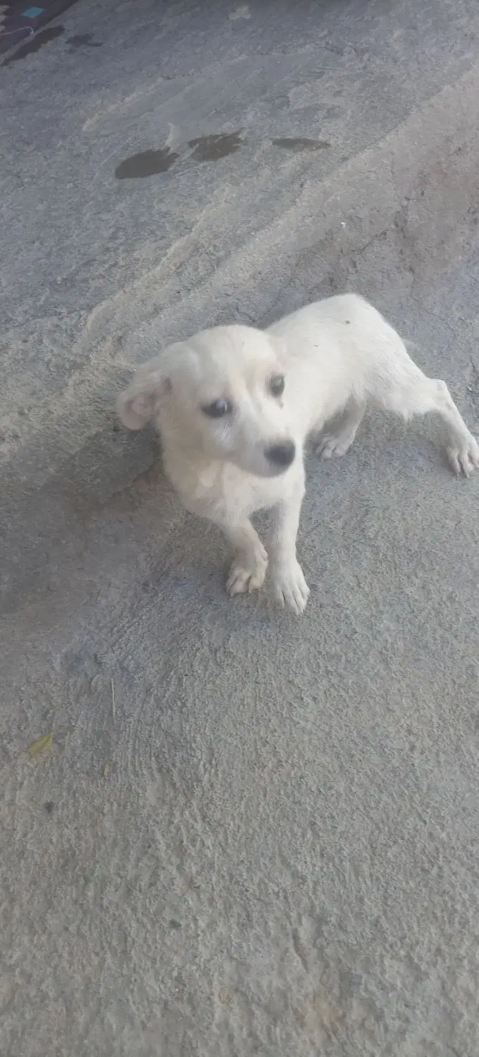 سگ اشپیتز تریر|سگ|مشهد, نوده|دیوار