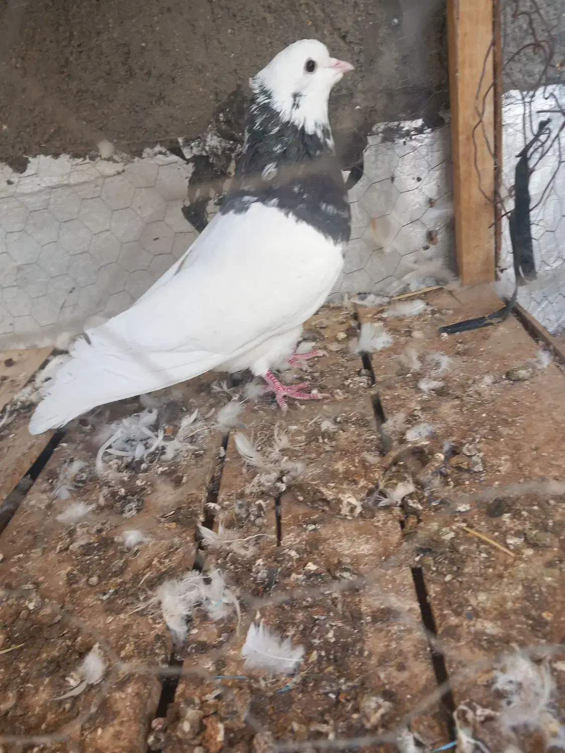 طوقی نر|پرنده|سنقر, |دیوار