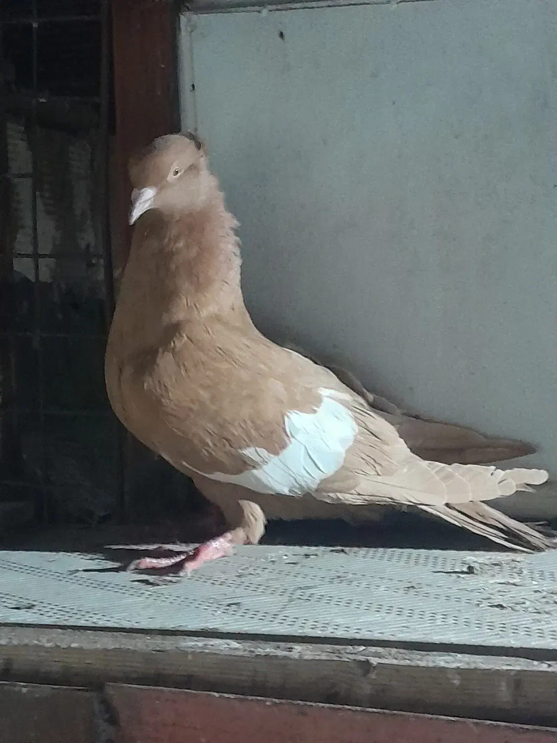 کبوتر سرک زرد|پرنده|دزفول, |دیوار