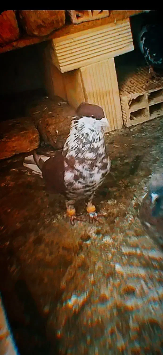 یک جفت ساده سرخ افغانی کاکلی  تخت افشون|پرنده|مشهد, شهرک شهید باهنر|دیوار