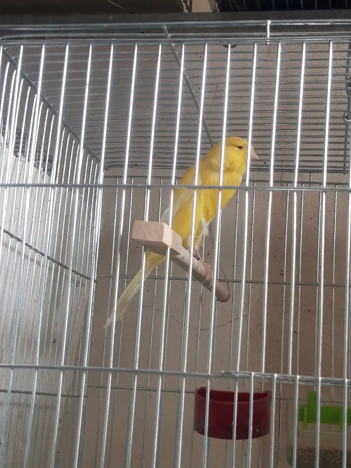 قناری بلند ورسمی|پرنده|اصفهان, سرچشمه|دیوار