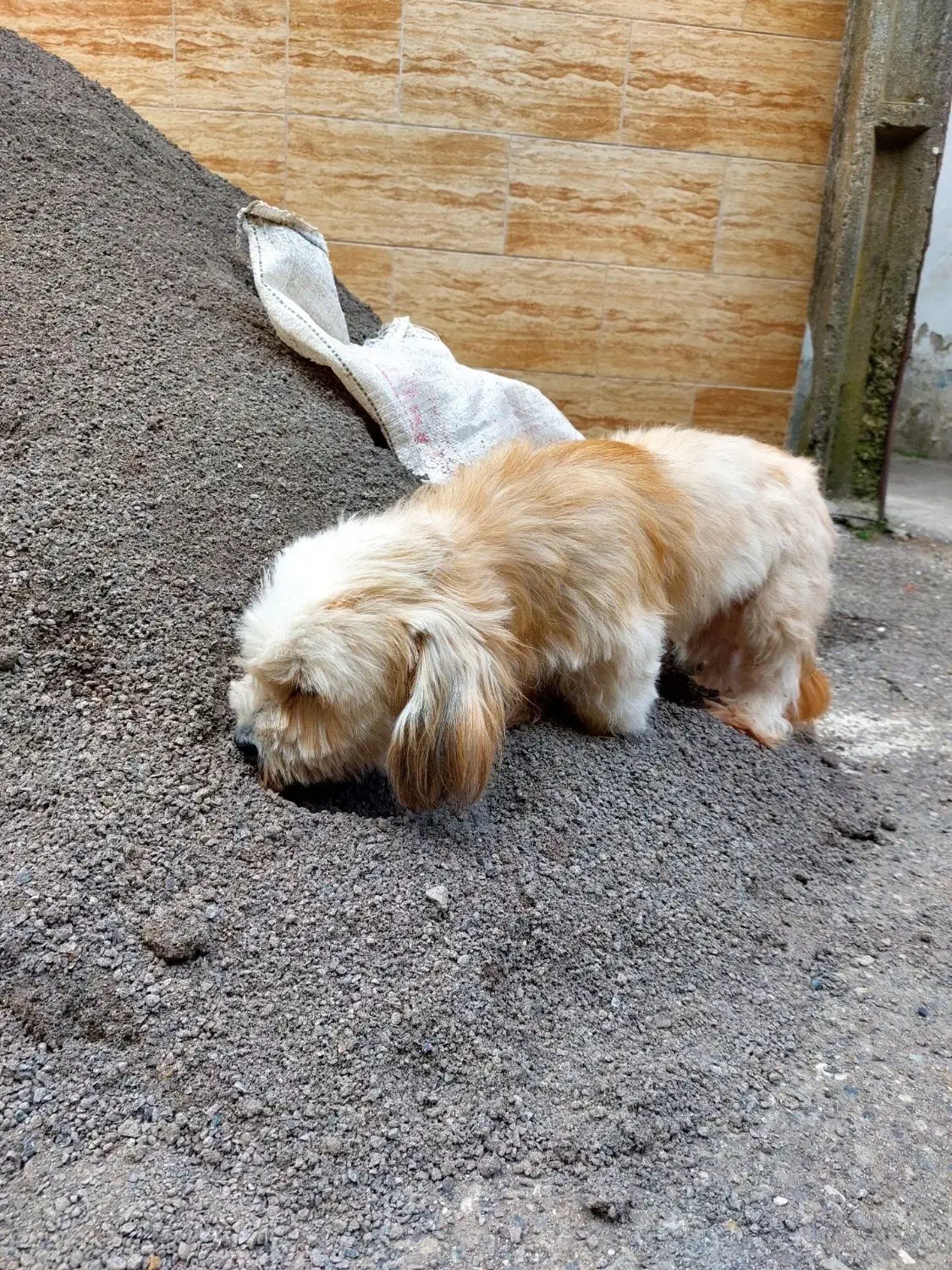 تریر ماده با سابقه زایمان موفق|سگ|لاهیجان, پردسر|دیوار