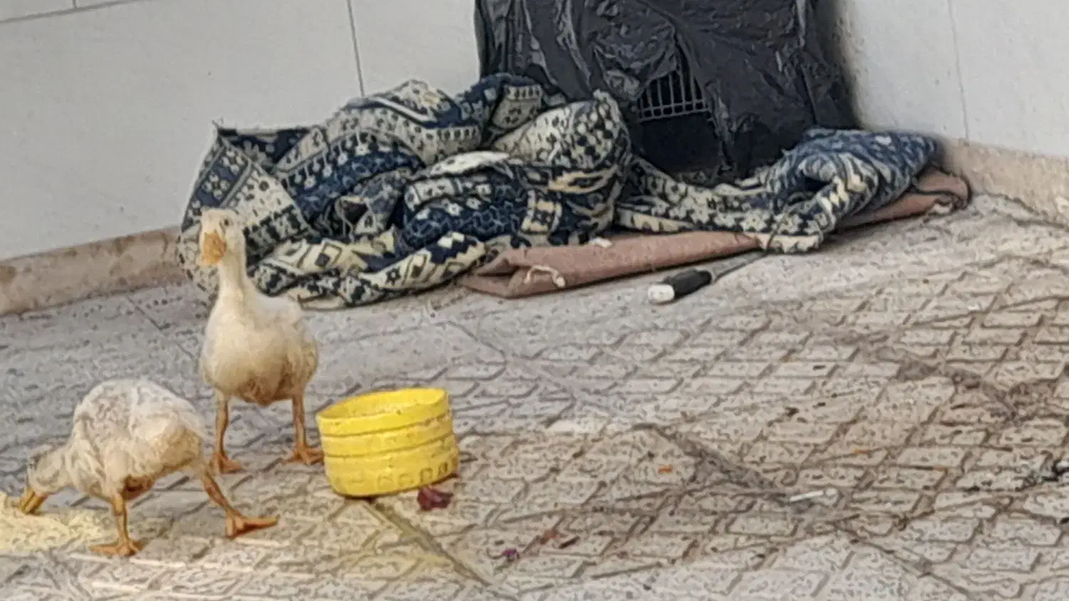 اردک|پرنده|اصفهان, مسجد مصلی|دیوار