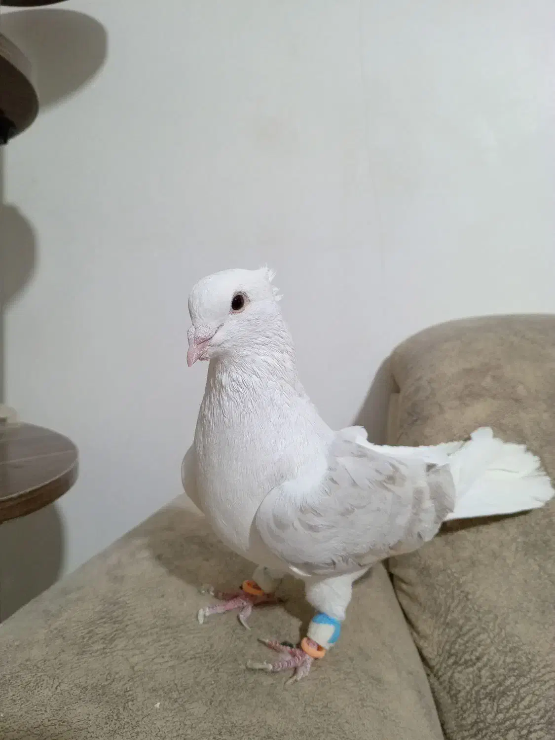 یگ کت هفرنگ نر|پرنده|سبزوار, میدان بار|دیوار