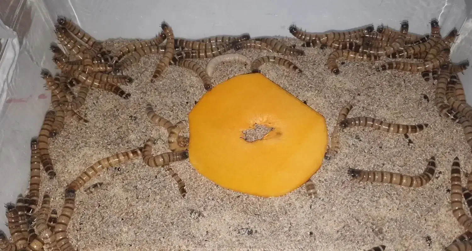 سوپرورم.دوبیا روچ|لوازم جانبی حیوانات|بندرعباس, |دیوار