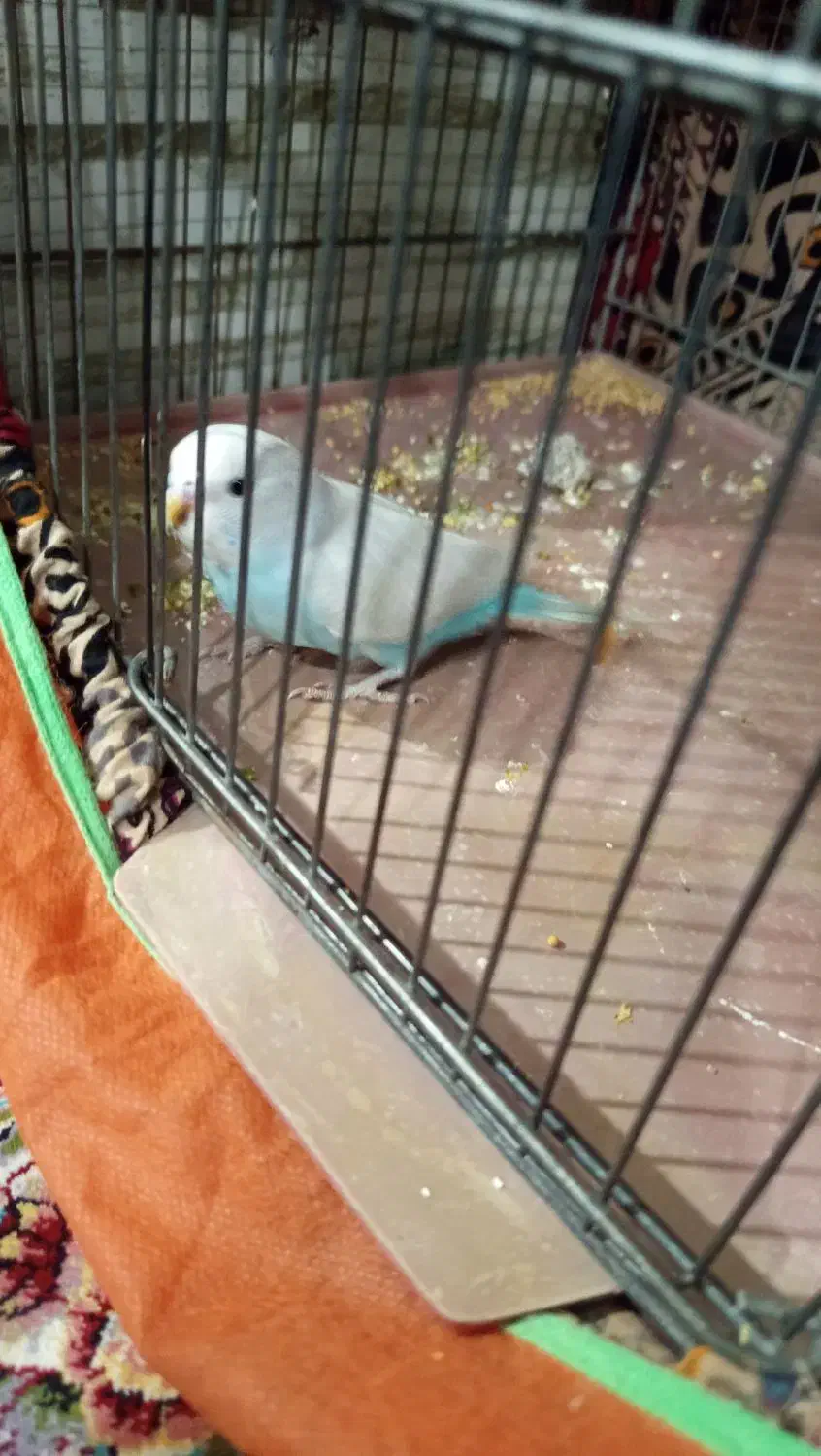 مرغ عشق|پرنده|قم, ولیعصر|دیوار