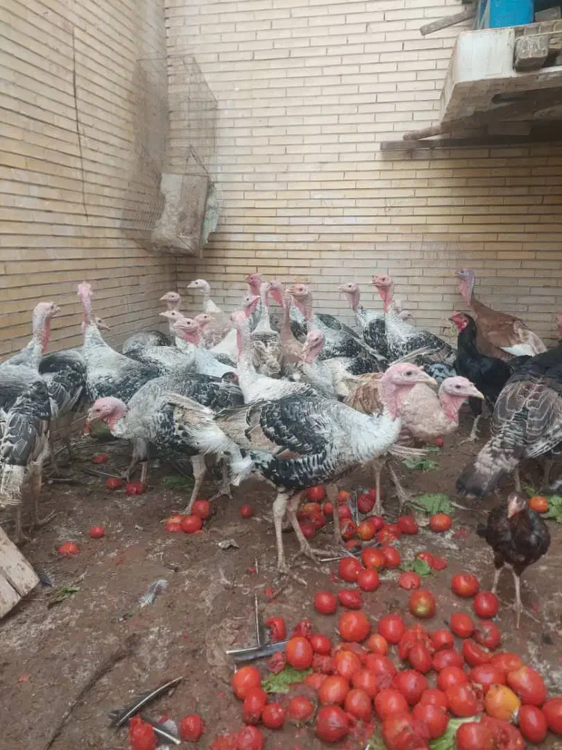 بارجدید بوقلمون محلی|حیوانات مزرعه|بندرعباس, |دیوار