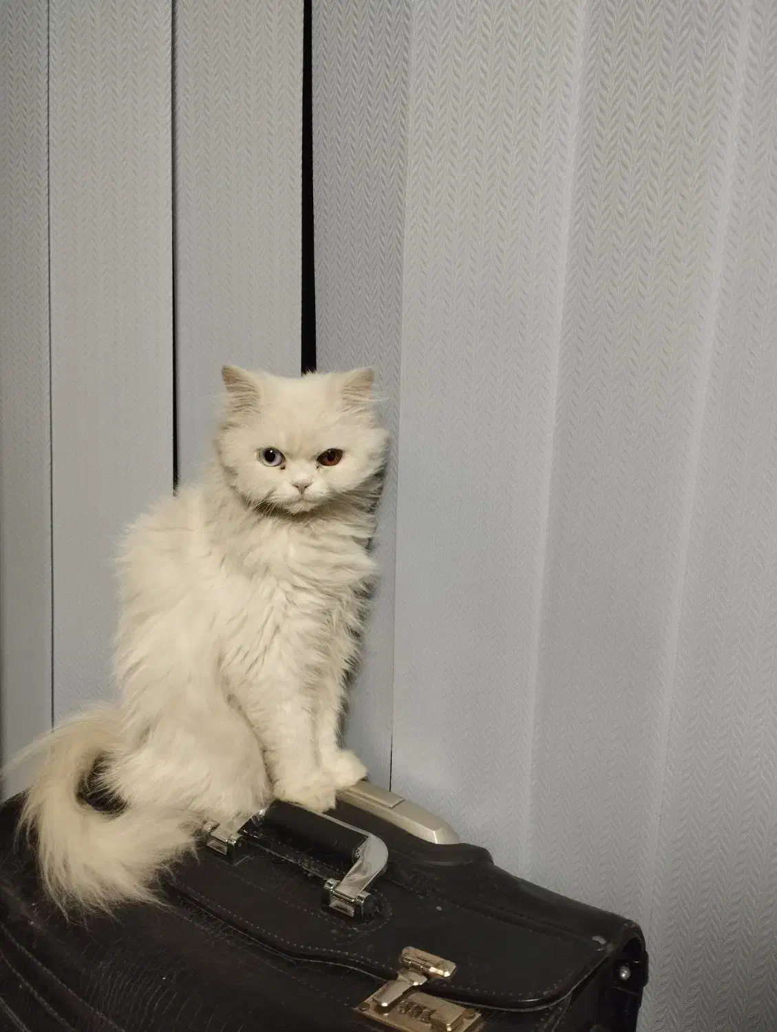 گربه پرشین واگذاری|گربه|تهران, نصرت|دیوار