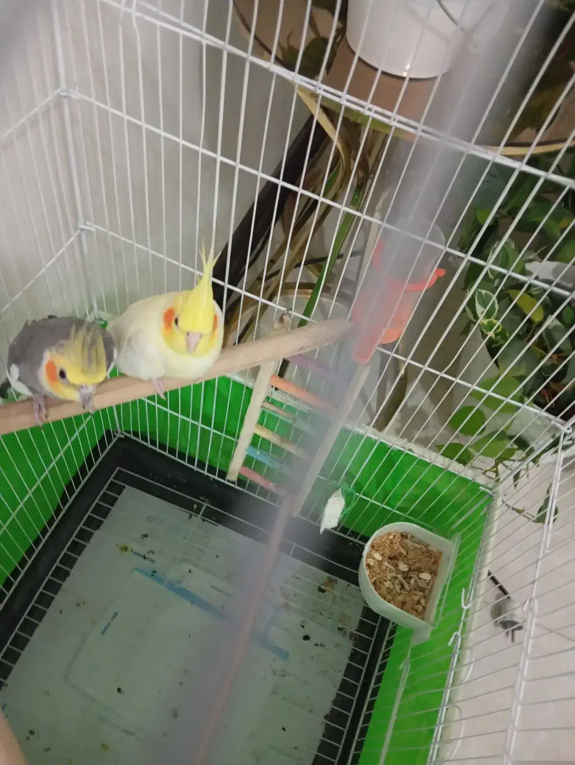 فروش جفت عروس هلندی|پرنده|جیرفت, |دیوار