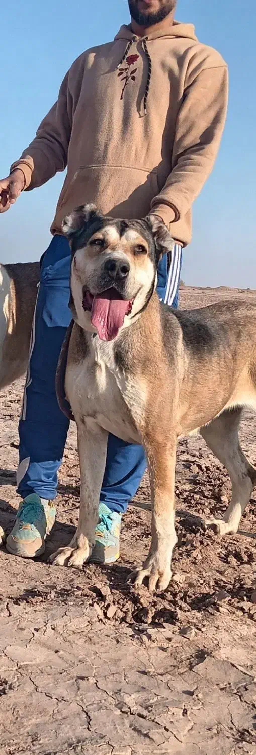 ۱عدد ماده|سگ|عطاملک, |دیوار