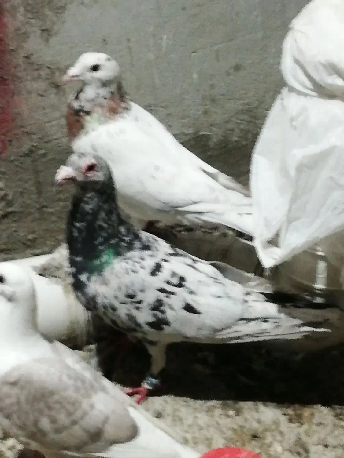 3جفت نروماده کبوتر|پرنده|شیراز, آزادگان|دیوار