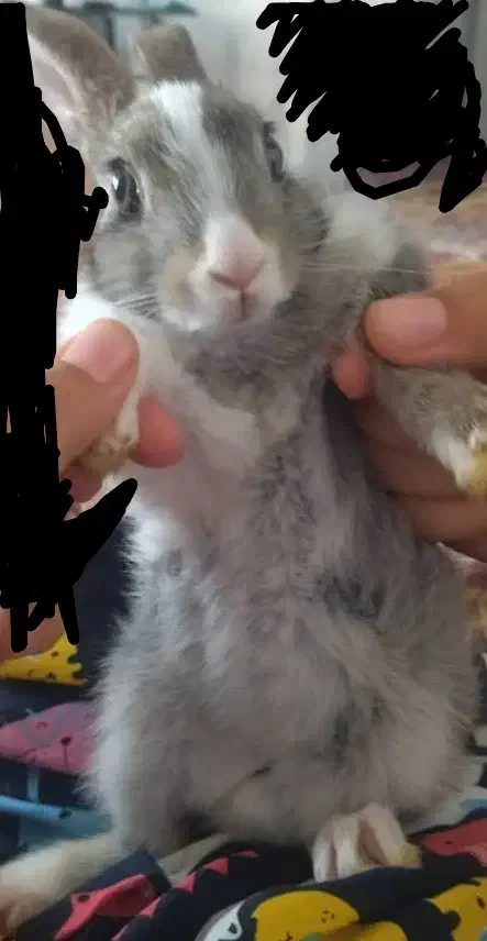 خرگوش|موش و خرگوش|آباده, |دیوار