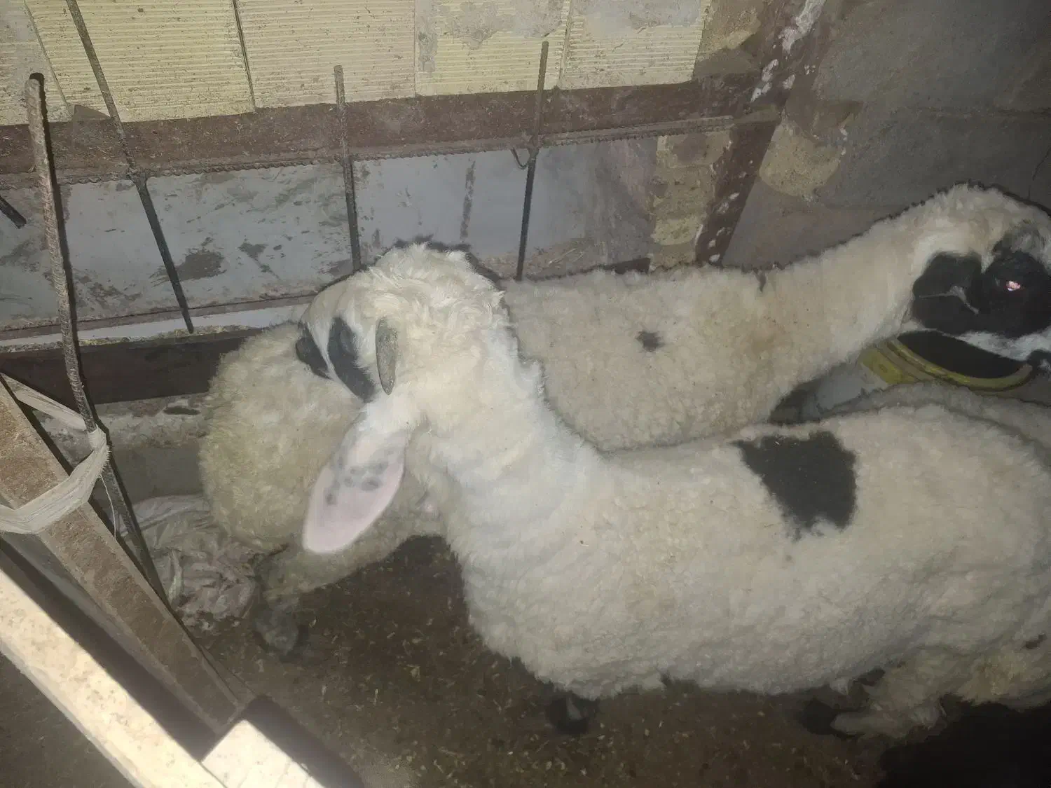 میش و بره  چاق وگیسه ابستن|حیوانات مزرعه|رفسنجان, |دیوار