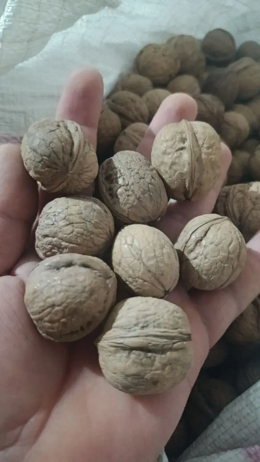 گردو عمده|خوردنی و آشامیدنی|تهران, ترمینال غرب|دیوار
