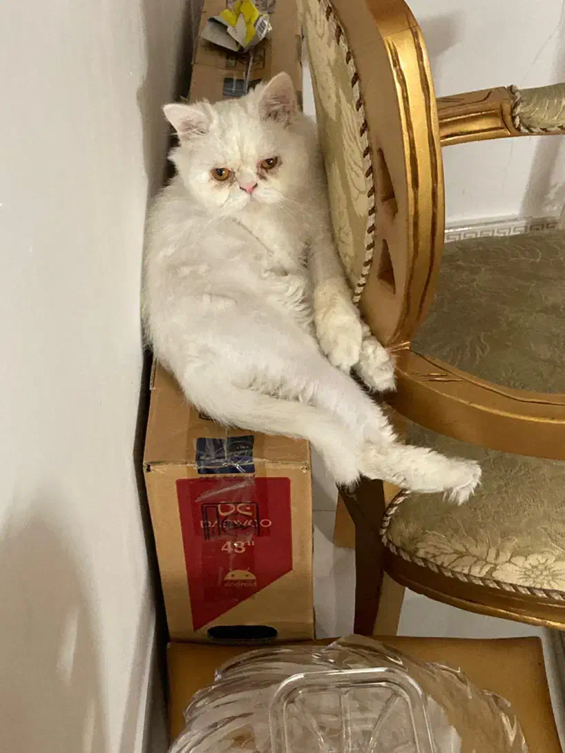 گربه|گربه|کومله, |دیوار