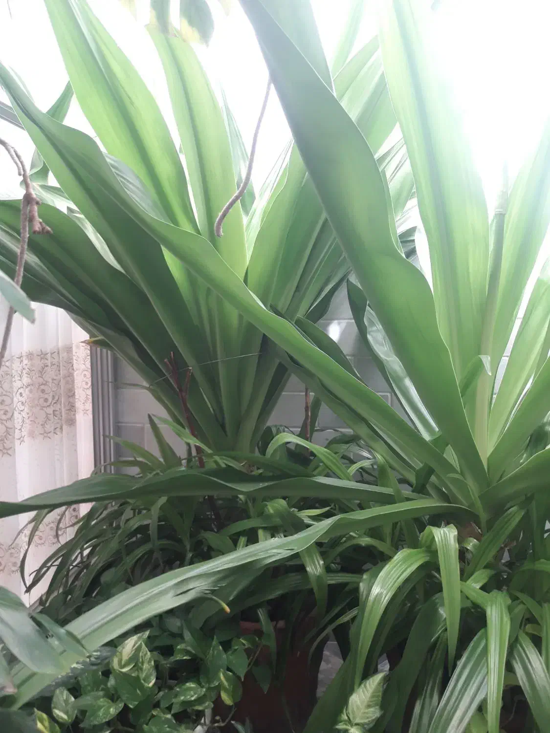 گل اپارتمانی|گل و گیاه طبیعی|دهق, |دیوار