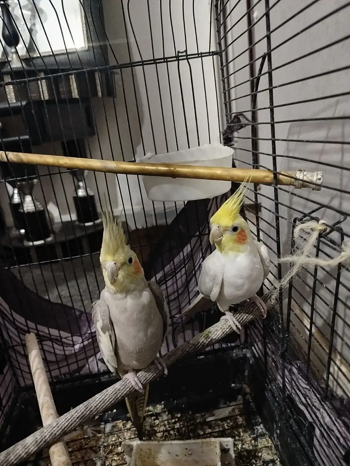 طوطی|پرنده|کوهین, |دیوار