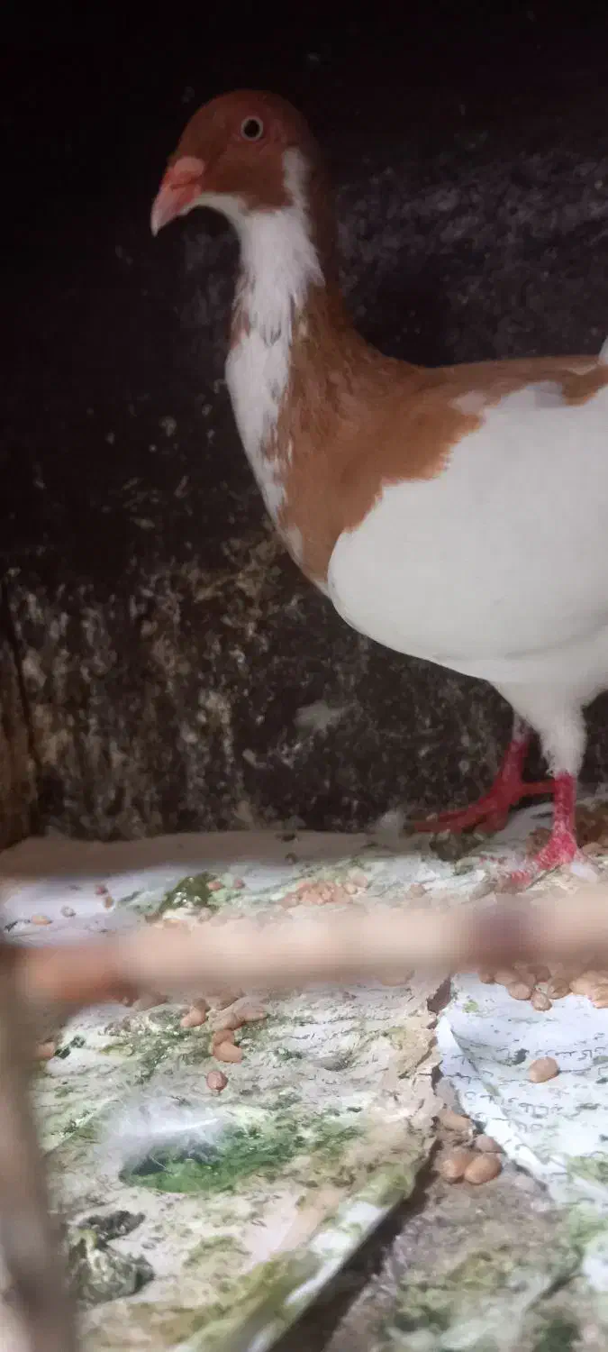 یهودی ماده ریش. شتری|پرنده|گرگان, |دیوار