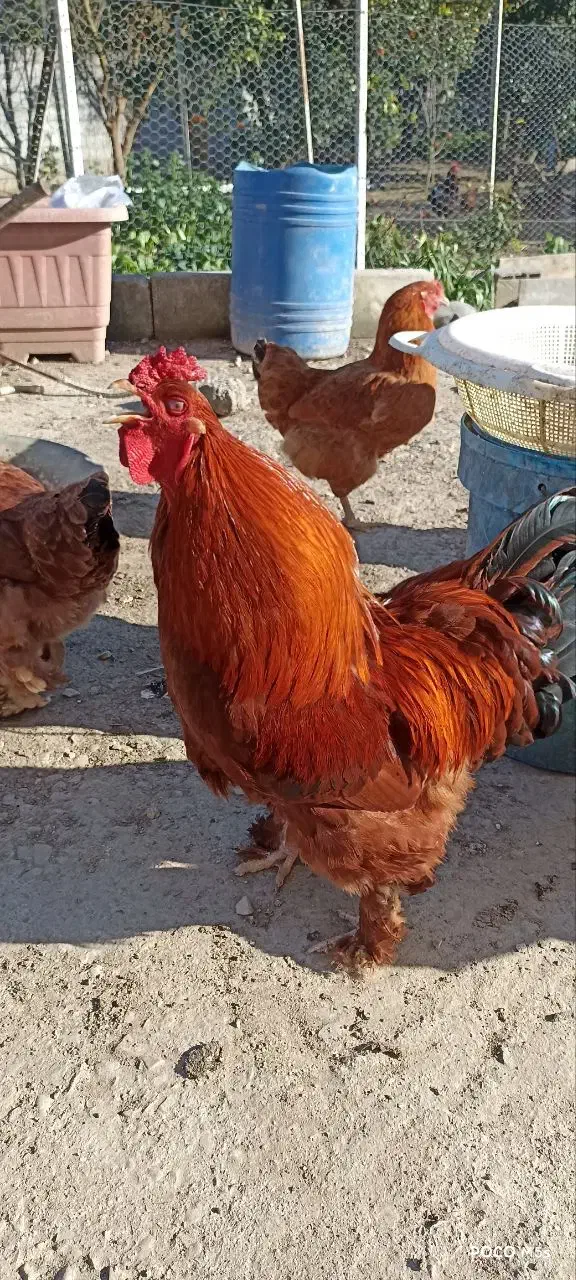 مرغ و خروس پاپر زیبا (دورگه برهما)|حیوانات مزرعه|فرح آباد, |دیوار