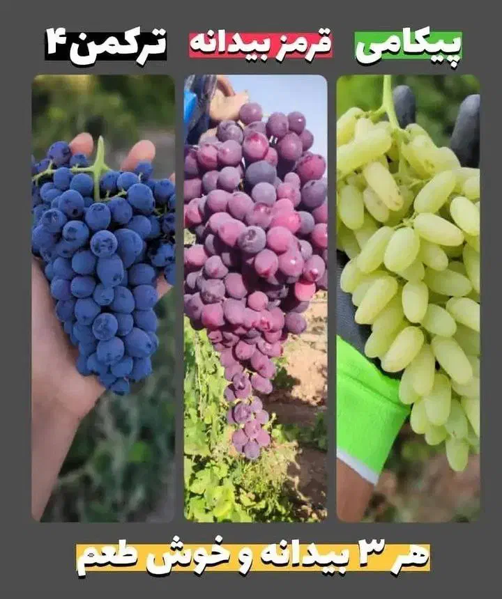 ارقام نهال انگور مستقیم از تولید کننده پاشاپور|گل و گیاه طبیعی|تبریز, |دیوار