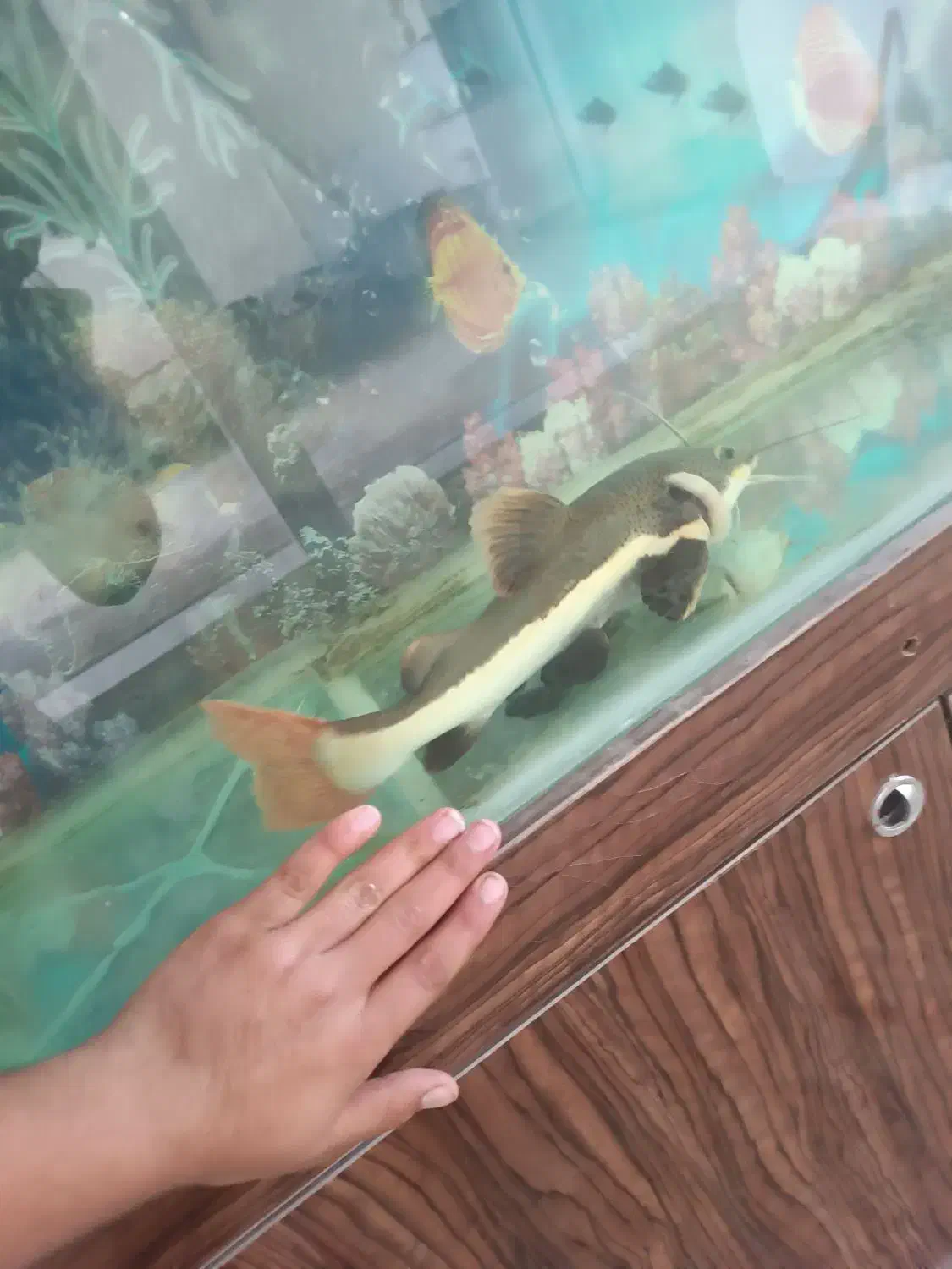 ماهی ردتیل بزرگ...|ماهی|شهرکرد, |دیوار